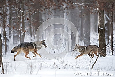 wolf chasing after deer in snowy forest Stock Photo