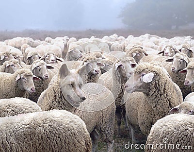 Wolf in disguise wearing a wool clothing mingles in a flock of sheep Stock Photo