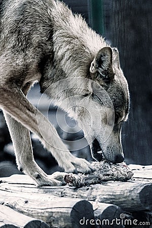 The wolf eats his prey Stock Photo