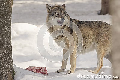 Wolf eats meat Stock Photo