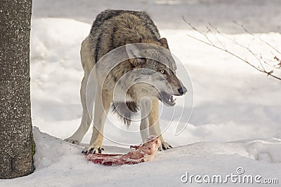 Wolf eats meat Stock Photo