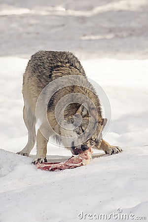 Wolf eats meat Stock Photo