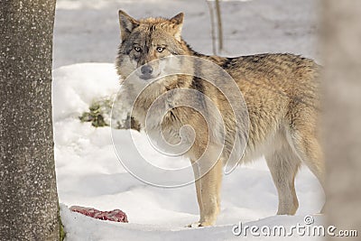 Wolf eats meat Stock Photo