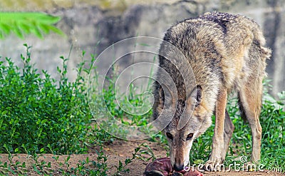 the wolf eats meat at the zoo Stock Photo