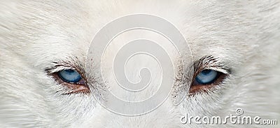 Wolf eyes Stock Photo