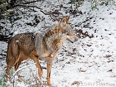Wolf female in the snow in winter in Spain Stock Photo