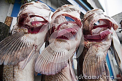 Wolf fish catch of the day Stock Photo