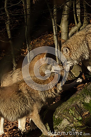 Wolf in the forest, animal photography Stock Photo