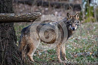 Wolf in the forest up close. Wild animal in the natural habitat Stock Photo