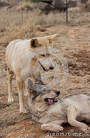 Wolf friends smiling and playing Stock Photo