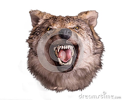 Wolf head with angry face on white background Stock Photo