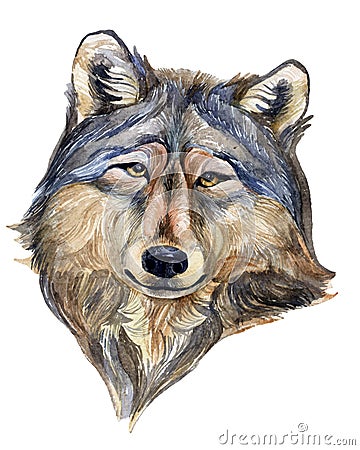 Wolf head Cartoon Illustration