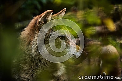 Wolf hidden in Forest. Gray Wolf behind brush and trees in Wilderness Stock Photo