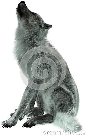 Wolf Howling Illustration Isolated Stock Photo