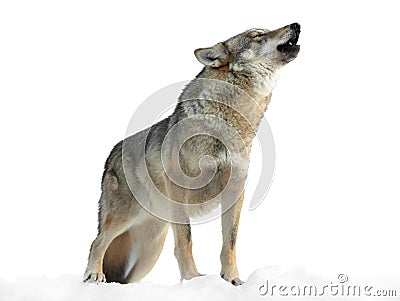 She-wolf howls in winter on snow isolated on white Stock Photo