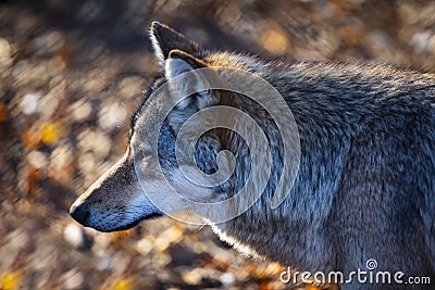 Wolf after hunting - in natural habitant. Stock Photo