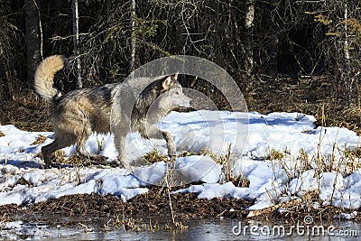 Wolf hunting near forest Stock Photo