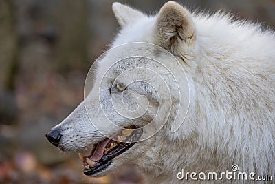 Wolf at Lakota Wolf Preserve Stock Photo