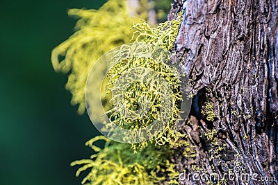 Wolf Lichen Letharia vulpina growing on the bark of pine trees in Lassen Volcanic National Park, Northern California Stock Photo