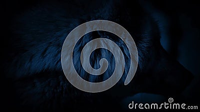 Wolf Looking Around At Night mit glühenden Augen stock video footage Wolf Looking Around At Night mit glühenden Augen stock video footage