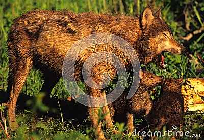 Wolf Mother with Pup Stock Photo