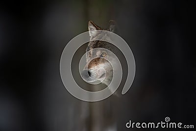 Wolf Muzzle. European Wolf With Glowing Eyes Among Tree Trunks, Dark Background. Stock Photo