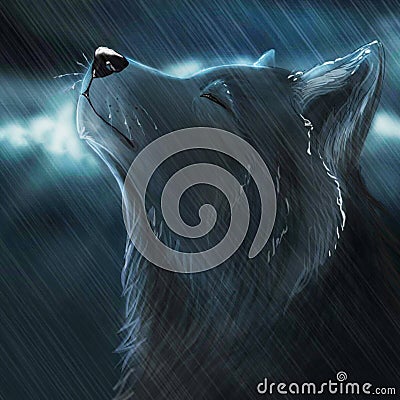 Wolf and night rain. Stock Photo