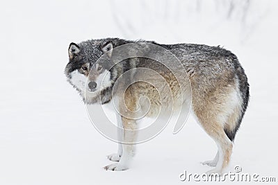 One Wolf in the Snow Stock Photo