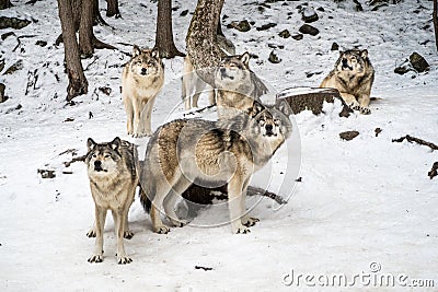 Gray wolf pack with alpha in the center looking at camera Stock Photo