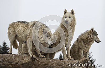 Wolf pack Stock Photo