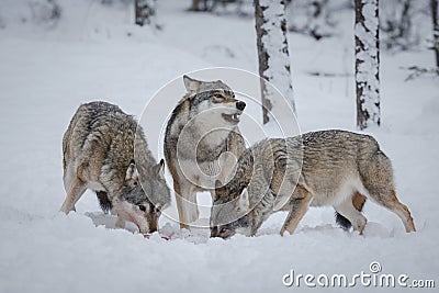 Wolf pack Stock Photo