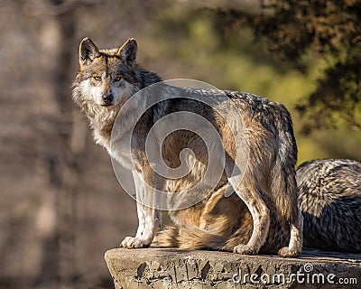 Wolf pack leader scans the horizon at Brookfield Zoo Stock Photo