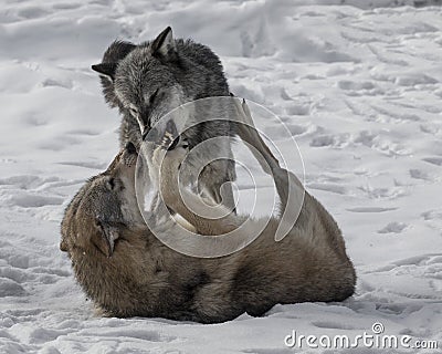 Wolf Pack playing in the snow. Stock Photo