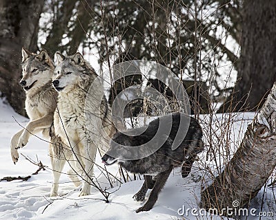 Wolf Pack playing in the snow. Stock Photo