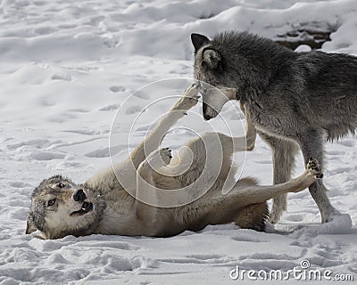 Wolf Pack playing in the snow. Stock Photo