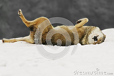 Wolf pleasure Stock Photo
