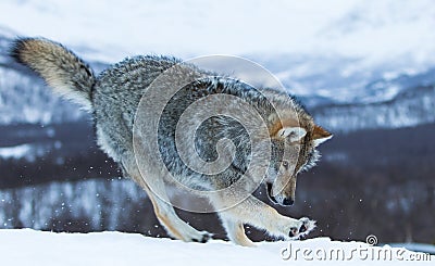 Wolf Stock Photo