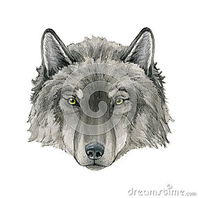 Wolf portrait watercolor illustration. Grey arctic wolf animal hand drawn image. Wildlife Canada, Taiga forest predator Cartoon Illustration