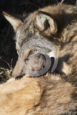 Wolf pup with eats peering out over mother Stock Photo