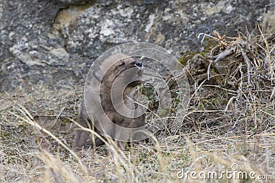 Wolf pup howling for mother Stock Photo