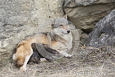 Wolf pups feeding on mother Stock Photo