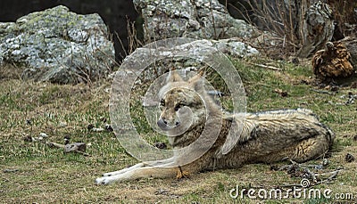 Wolf Stock Photo