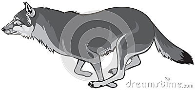 Wolf run, running gray wolf vector illustration Vector Illustration