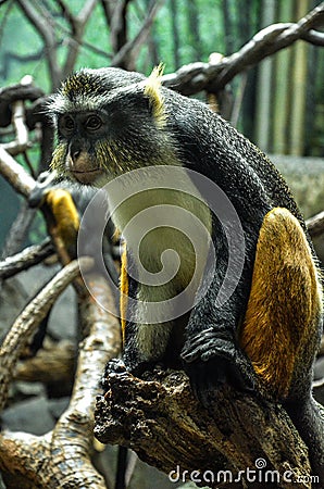 Wolf's mona monkey (Cercopithecus wolfi) Stock Photo