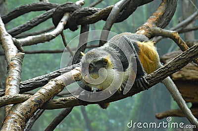 Wolf's mona monkey (Cercopithecus wolfi) Stock Photo