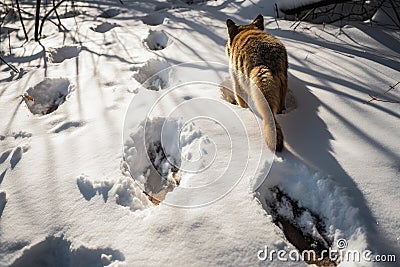 wolf's paw pads on snowy ground, with footprints visible Stock Photo