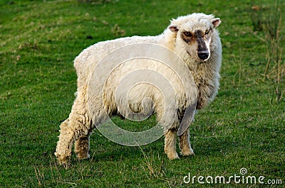 Wolf in sheep`s clothing standing on a green grass Stock Photo