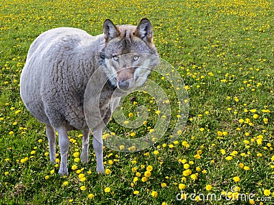 The wolf in sheep`s clothing Stock Photo