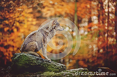 Wolf Sitting on the Stone in Autumn Forest. Stock Photo