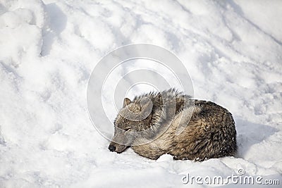 Wolf sleep Stock Photo